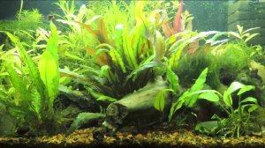 Криптокорина Вендта (Cryptocoryne wendtii)