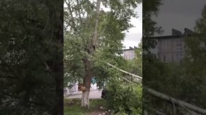 Ураган пронесся накануне по Ачинску Красноярского края.Повалило десятки деревьев. Пострадали машины