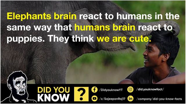 Did You Know? 12 Unbelievable Facts #E04 смотреть онлайн