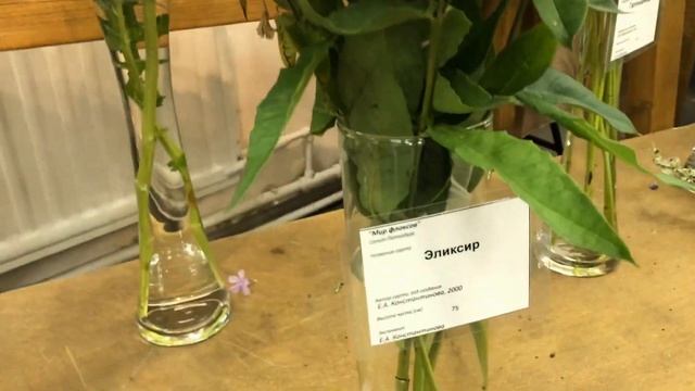 "Мир флоксов 2022": флоксы холодных оттенков смотреть онлайн