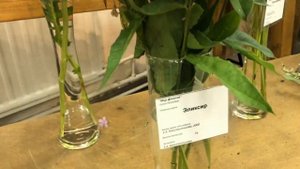 "Мир флоксов 2022": флоксы холодных оттенков