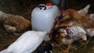 Самодельная кормушка для кур