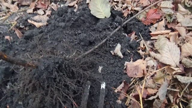 ФУНДУК.РАЗМНОЖЕНИЕ ФУНДУКА "КЛЮШКОЙ". смотреть онлайн