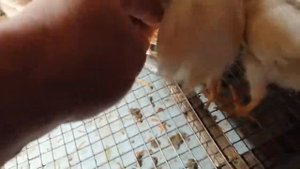 Тыква в рационе цыплят))) Полезные свойства тыквы)))