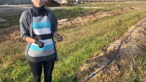 Полив саженцев голубики. Капельная система полива.