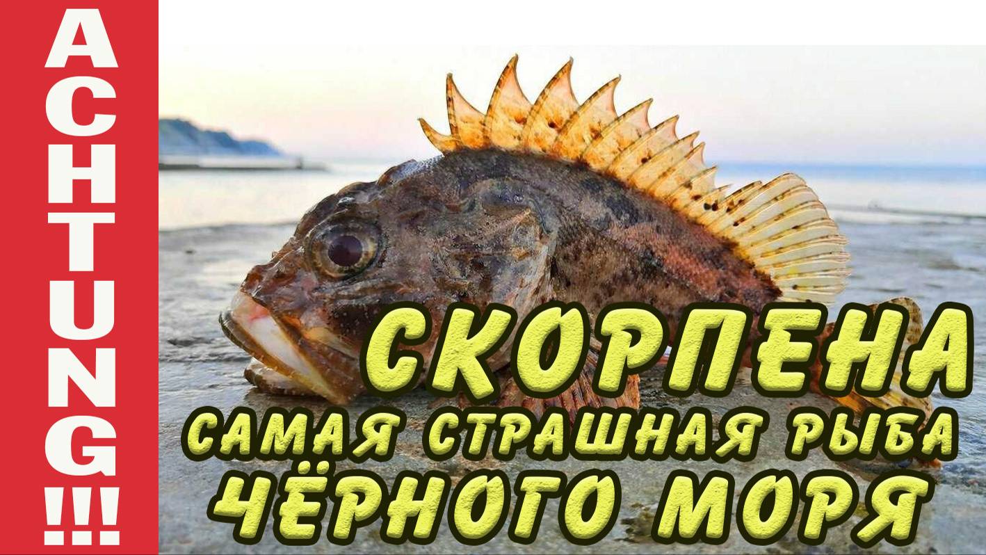 Скорпена или морской ёрш - ядовитая рыба, но не стоит её бояться!.