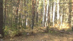 Жан Татлян Осенний свет Песни нашей молодости
