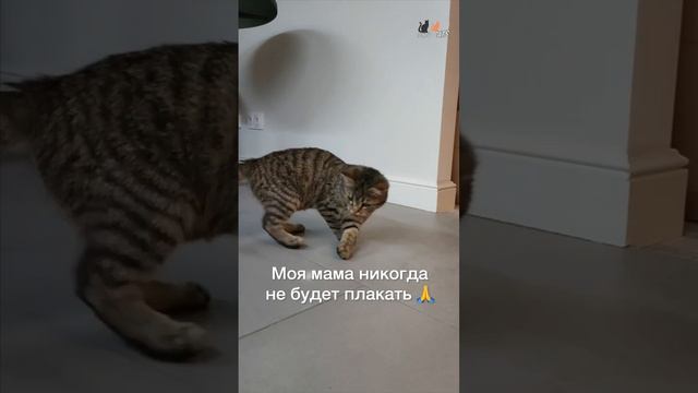 Котёнок Стёпка ищет маму!