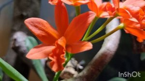 Супер яркая Каттлея Blc.Young-Min Orange 'Golden Satisfaction' Янг Мин Оранж Голден. Орхидариум дом