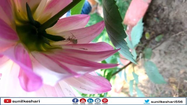 white spider | white makadi | Latrodectus pallidus | white widow spider смотреть онлайн