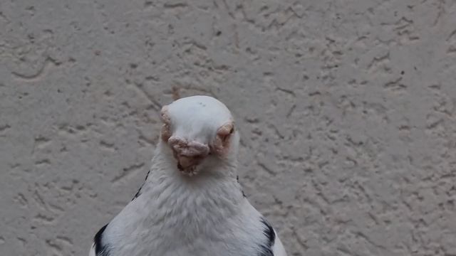 Армавирские голуби Рустама Armavir pigeons of Rustam смотреть онлайн