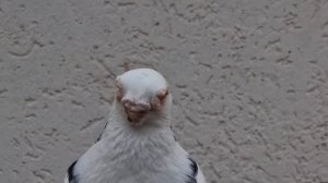 Армавирские голуби Рустама Armavir pigeons of Rustam