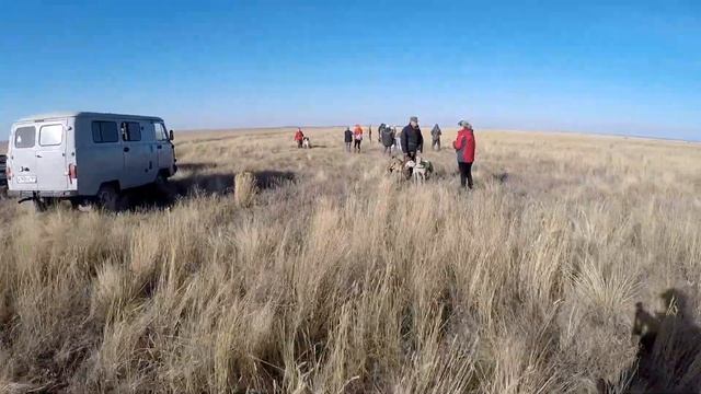 Полевые соревнования борзых пород собак по вольному зверю 10.10.2020г. Ершовский район смотреть онлайн