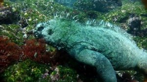 Marine Iguanas. Galapagos Islands.