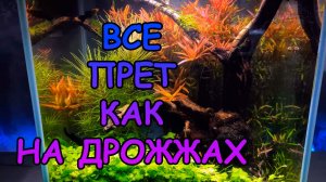 РАСТЕНИЯ ПРУТ КАК НА ДРОЖЖАХ, НО ЕСТЬ НЮАНСЫ... #АКВАМЕН