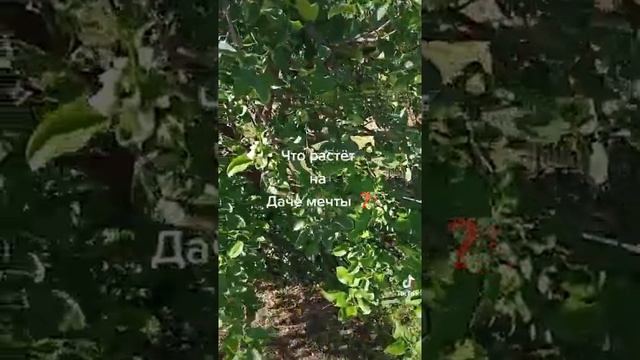 Дача мечты Что растёт на нашей даче?