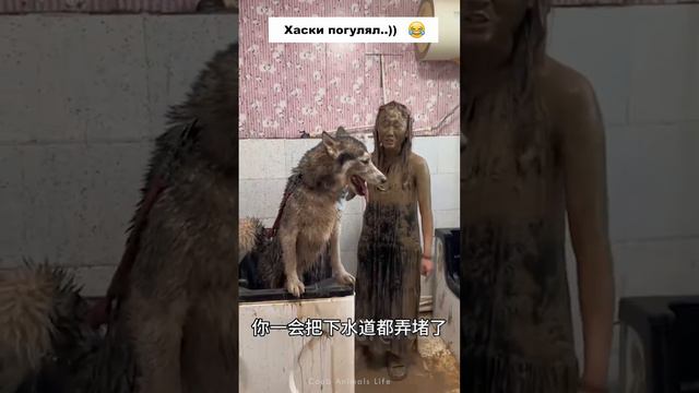 Для тех, кто хочет завести Хаски)) 😂 #funny #animals #dogs #хаски