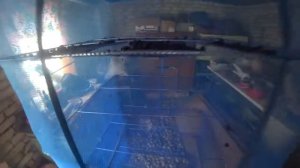 Сушка ягод смородины .