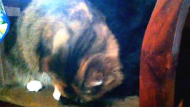 Nora&Cat3 смотреть онлайн