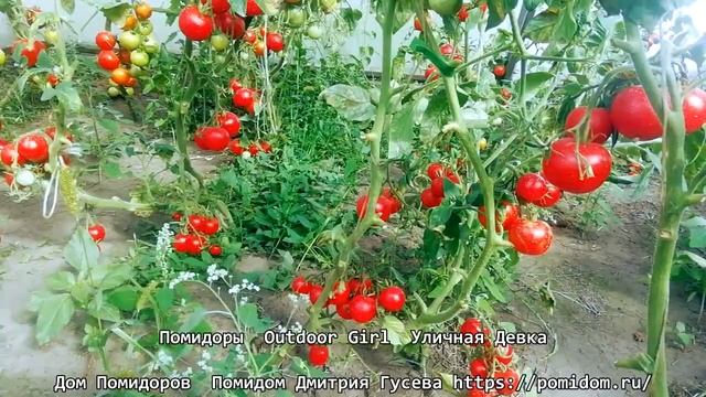 Помидоры — Outdoor Girl — Уличная Девка. В самое сырое и холодное лето даёт превосходные урожаи. смотреть онлайн