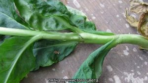 Болезни флоксов и их лечение: почему скручиваются листья