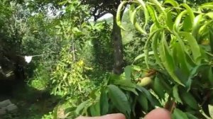 Персик Бельмондо