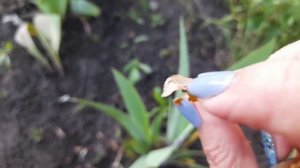 ПОЧЕМУ НЕ ЦВЕТУТ ИРИСЫ? Личинки ирисовой мухи. Как с ними бороться?