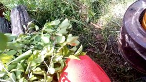 НИКОГДА не выбрасывайте ветки вишни! Варю квас из веток и листьев вишни. Часть 1.