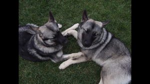 Норвежский Элкхаунд/Norwegian Elkhound (порода собак HD slide show)!