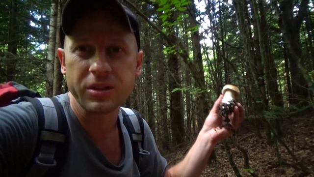 Білі гриби Карпат. Активний відпочинок в Карпатах смотреть онлайн