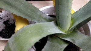Агава .Пересадка взрослой Агавы.