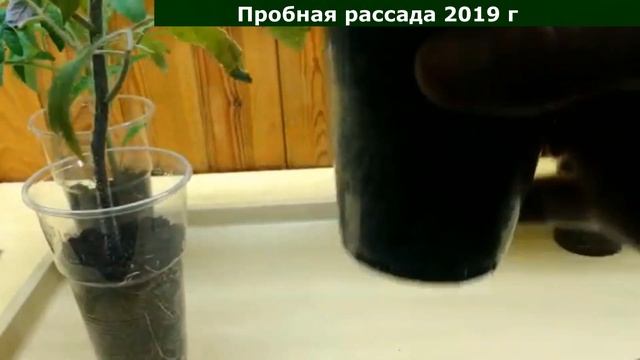 7 рецептов коренастой рассады