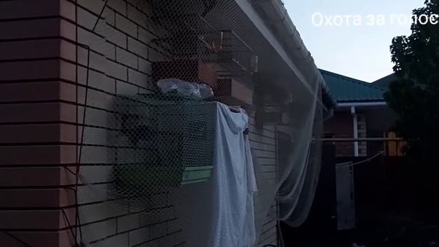 славка-черноголовка.начало песни.распевается смотреть онлайн