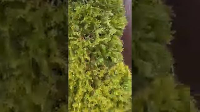 Лайф хак туя. Уход за туей весной! смотреть онлайн