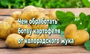 Супер средство для обработки картофеля от колорадского жука и эксперимент с посадкой.