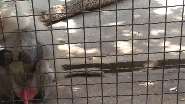 ❤ Наш милый Джонник❤ Парк "Тайган" смотреть онлайн