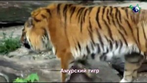 Ребятам о зверятах