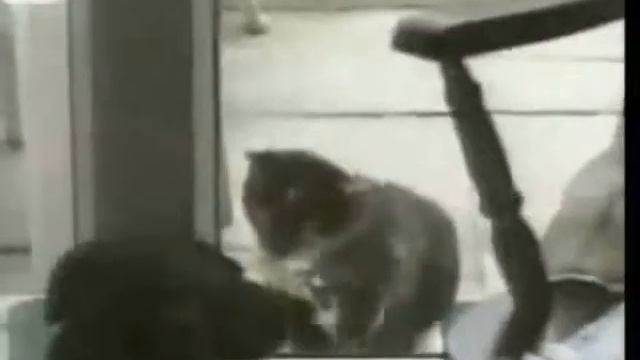 Подборка со смешными кошками! Cool collection of funny cats! смотреть онлайн