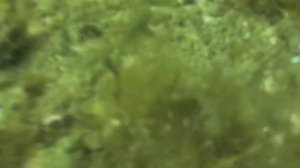 Краб на дне губы Нерпичья.