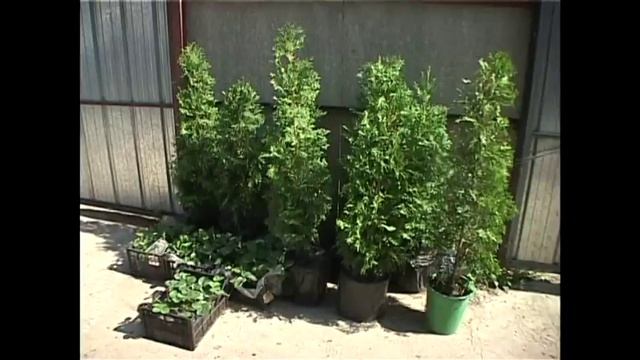 Валерий Панов: Какие растения более ароматные, очищающие воздух? смотреть онлайн