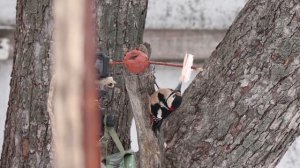 Несолёное и солёное сало для птиц – что можно, а что нельзя?