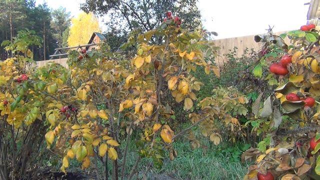 СКОЛЬКО И КОГДА? МАЛОЕДЕНИЕ, КРАТКИЙ КУРС, часть 3 смотреть онлайн