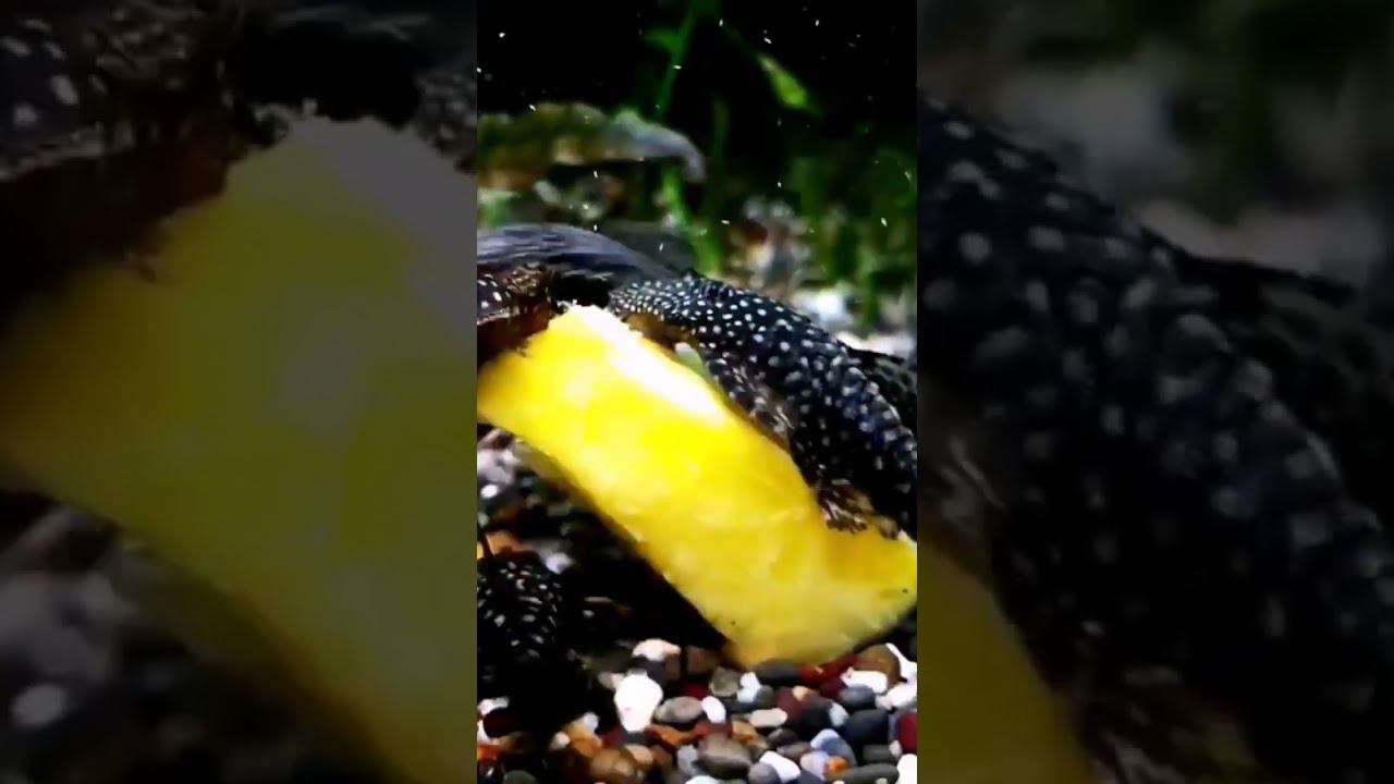 Анциструс и тыква смотреть онлайн