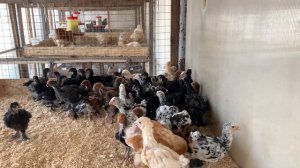 Цыплята маран, брама и орпингтон, возраст 1 месяц.