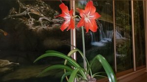 Как добиться цветения гиппеаструма