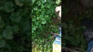 Насос для выгребных ям,выкачка воды...