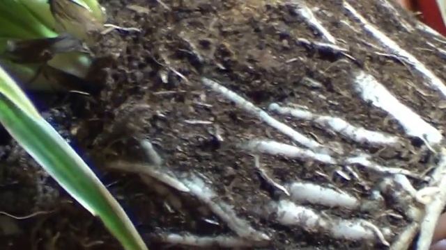 Хлорофитум .Условия Содержания Хлорофитума. можно ли Погубить Хлорофитум?