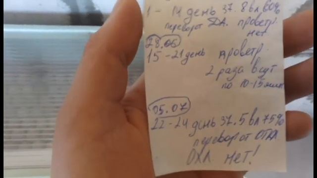 Инкубация фазанов  Блиц Норма | Мой первый опыт с фазанами смотреть онлайн