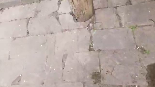 Сажу бархатцы!! смотреть онлайн