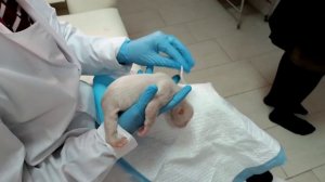 ДЕНЬ РОЖДЕНИЯ БЕЛЫХ МЕДВЕЖАТ. САФАРИ-ПАРК ГЕЛЕНДЖИК